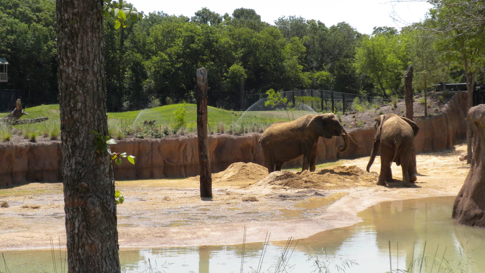 Giants of the Savanna - first day for Jenny and Gypsy
