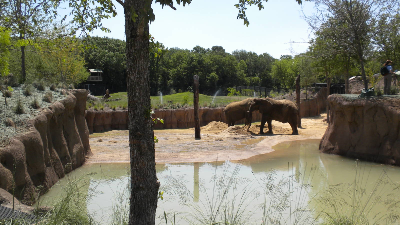 Giants of the Savanna - first day for Jenny and Gypsy