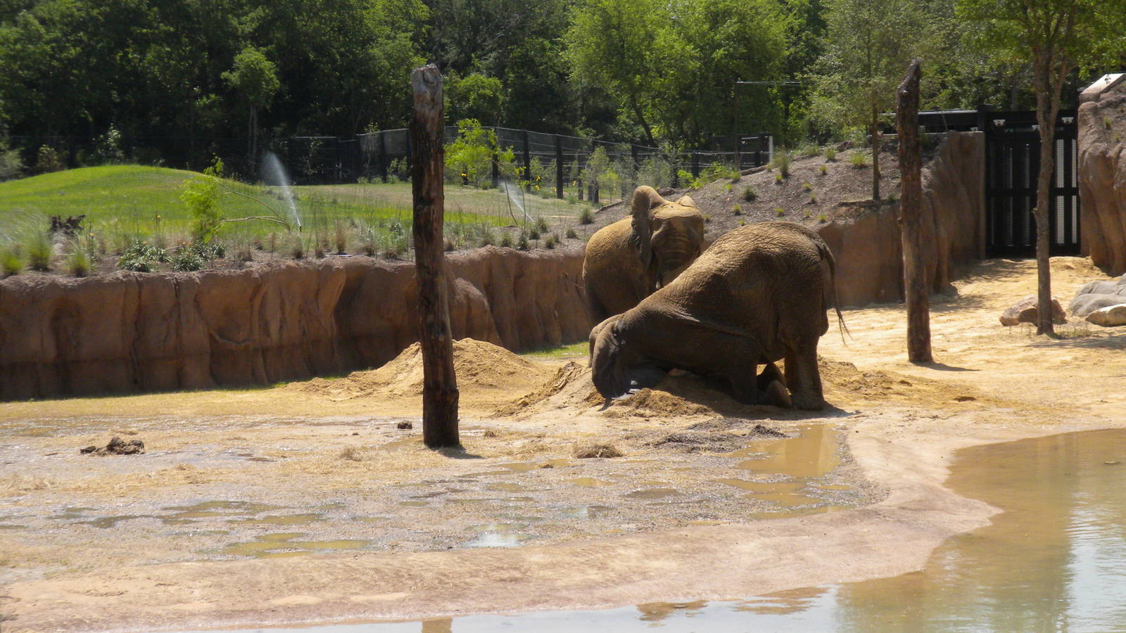 Giants of the Savanna - first day for Jenny and Gypsy