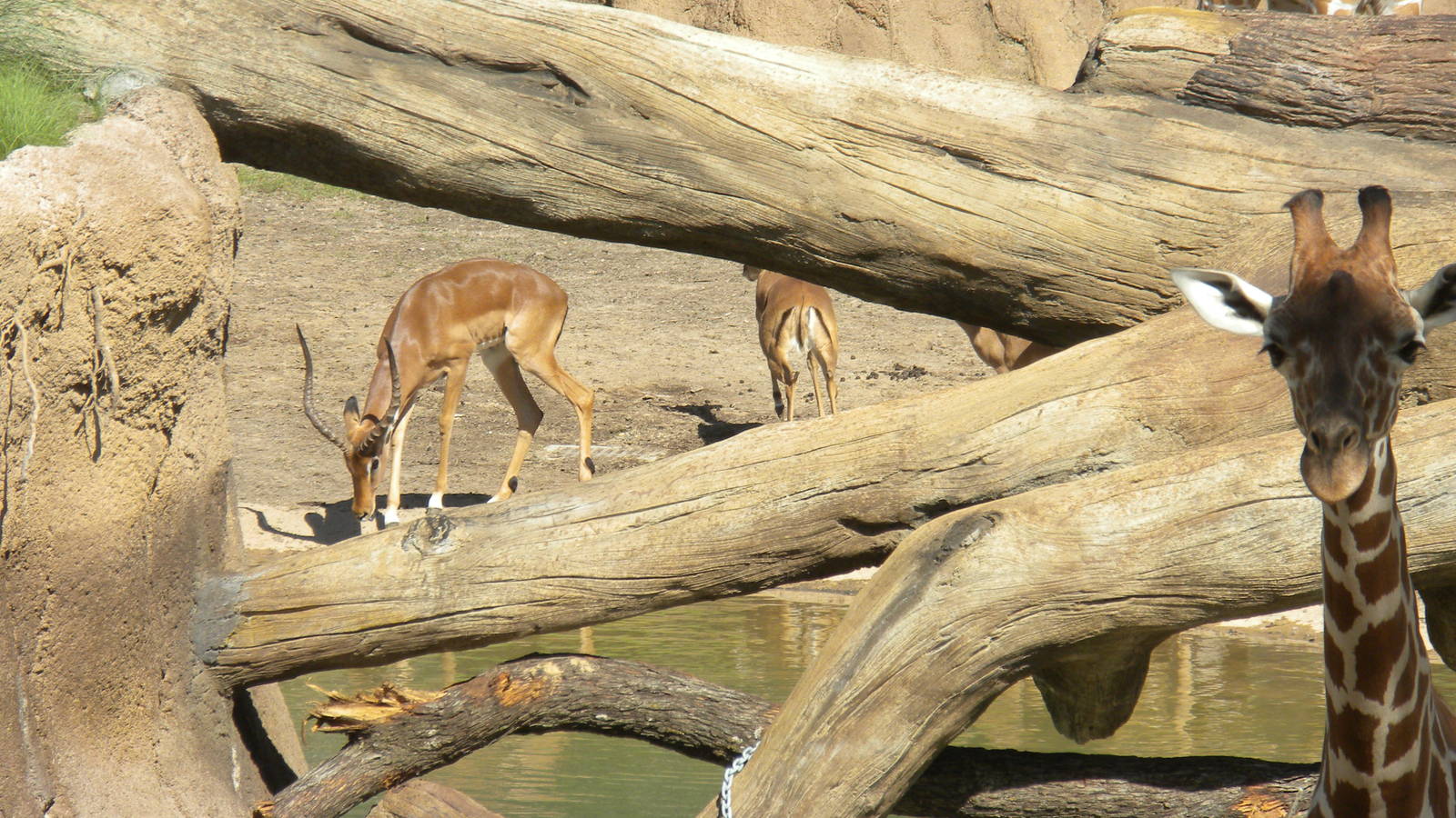 Giants of the Savanna - Giraffe and Impala