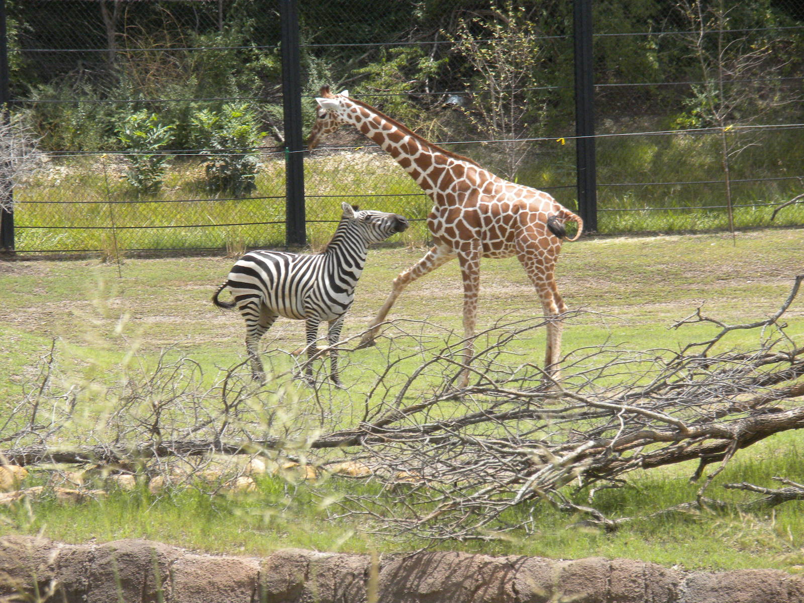 Giants of the Savanna - Giraffe and Zebra