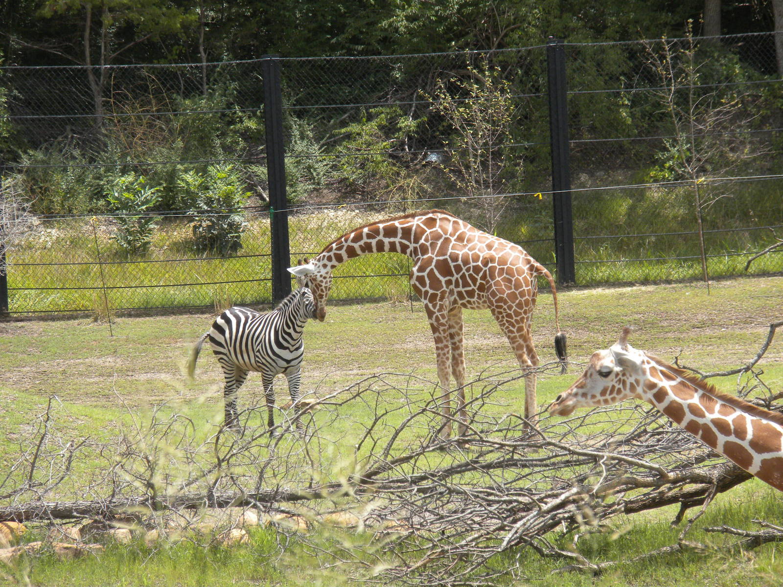 Giants of the Savanna - Giraffe and Zebra