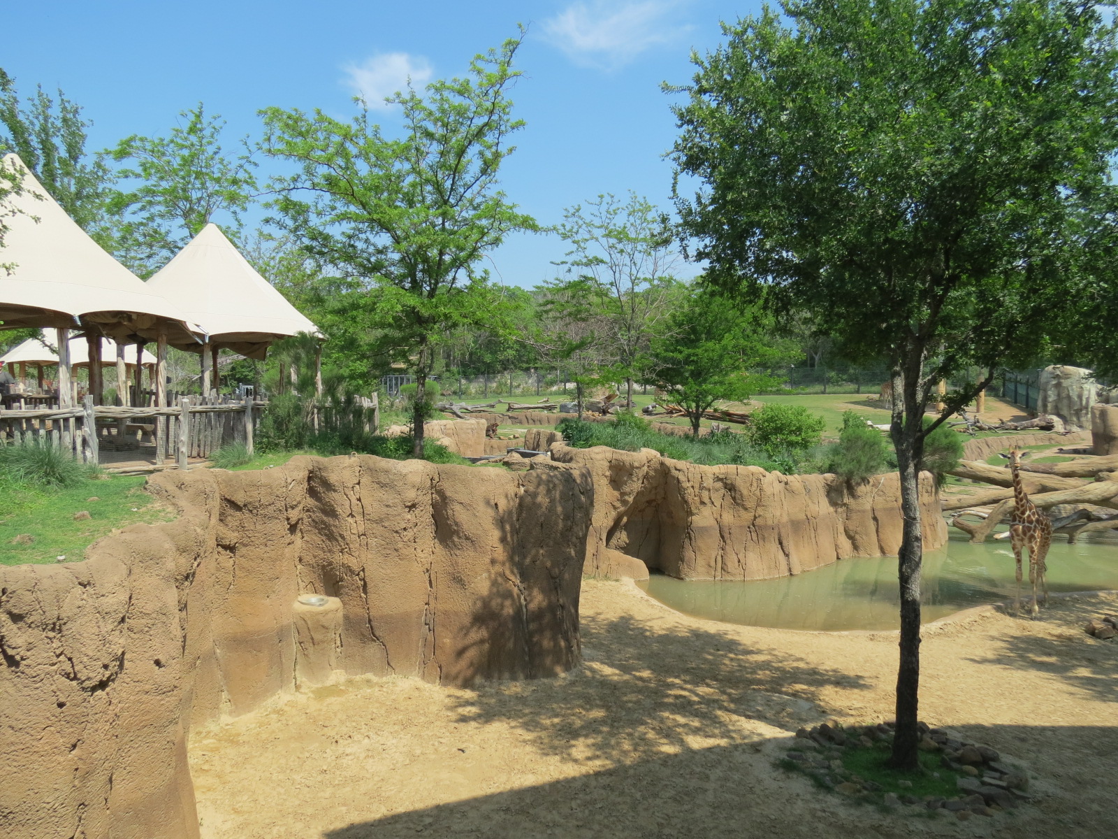 Giants of the Savanna - Giraffe Exhibit