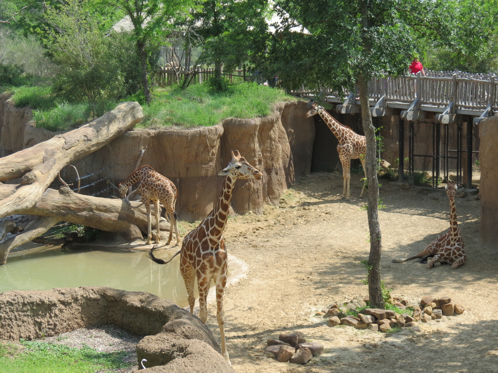 Giants of the Savanna - Giraffe Exhibit