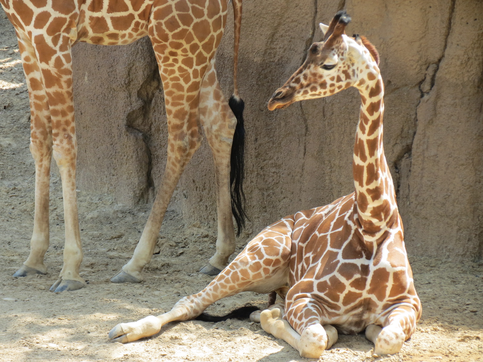 Giants of the Savanna - Giraffe Exhibit