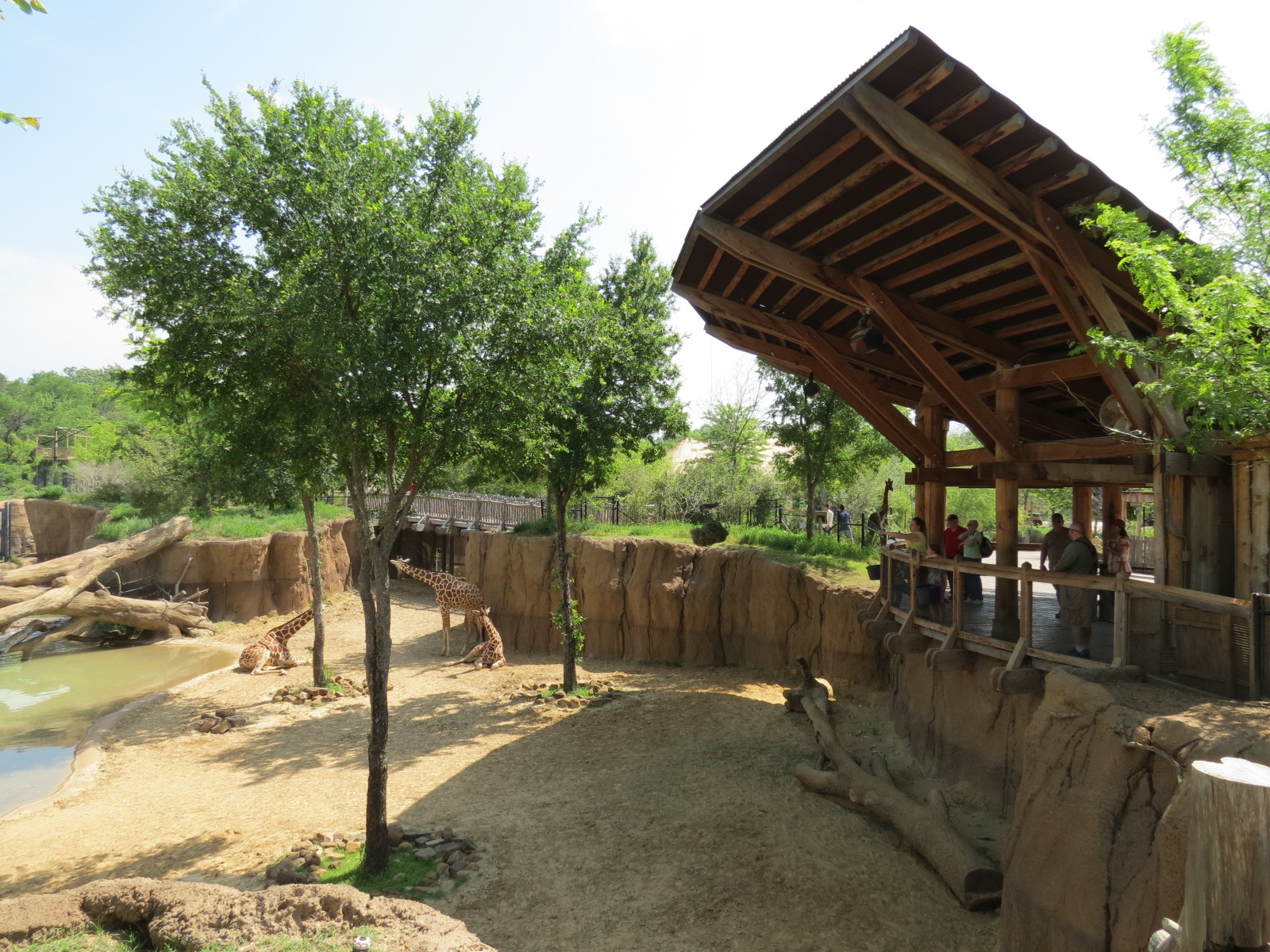 Giants of the Savanna - Giraffe Exhibit