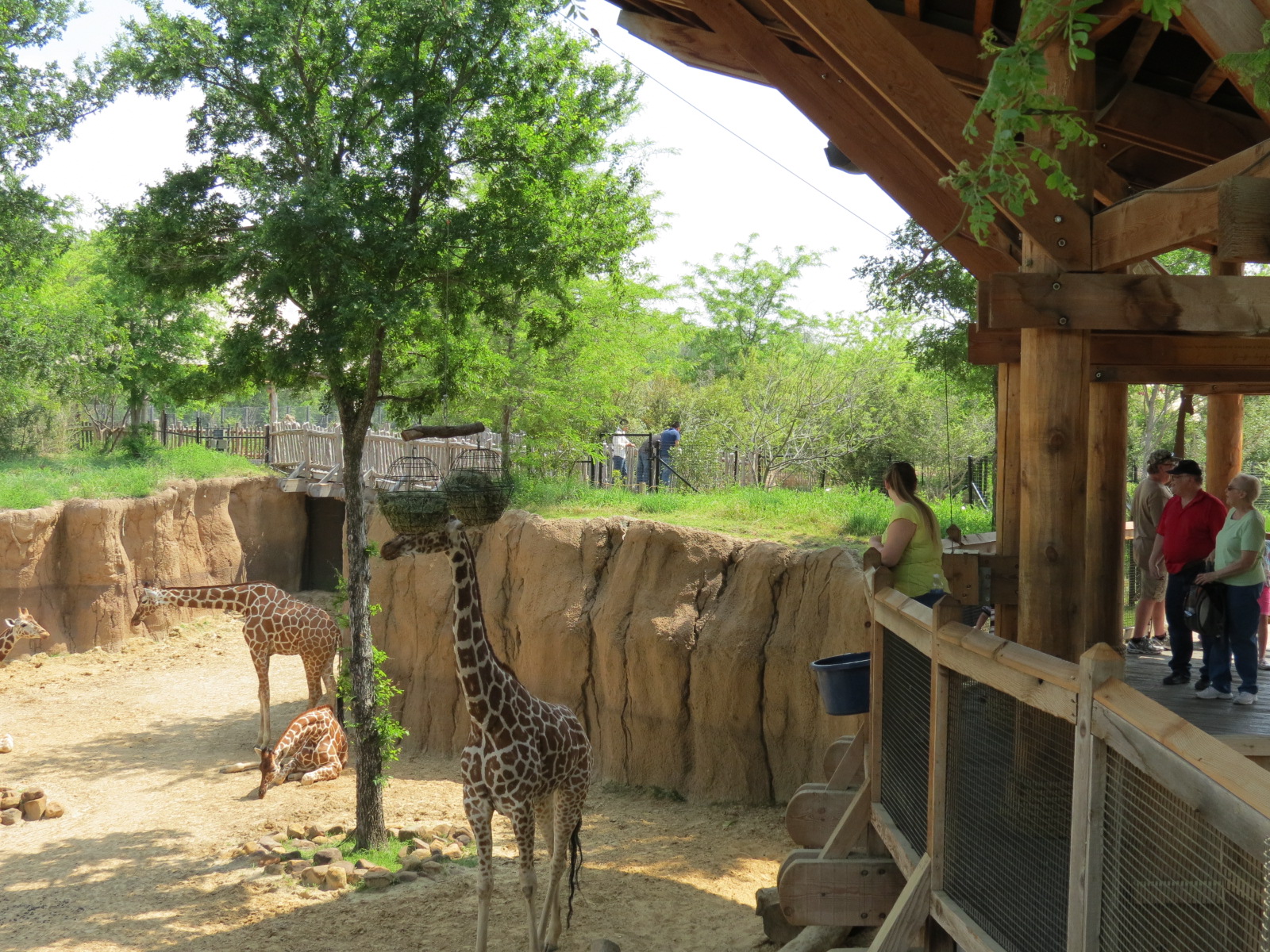 Giants of the Savanna - Giraffe Exhibit