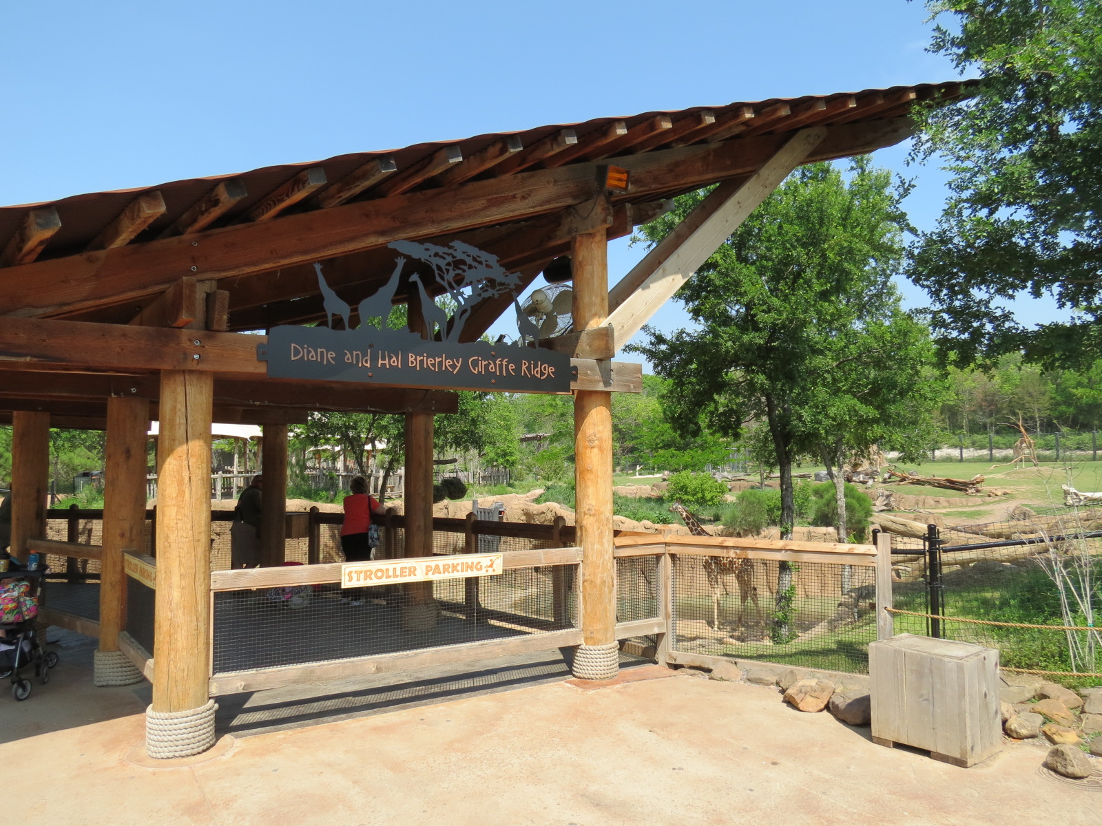 Giants of the Savanna - Giraffe Exhibit