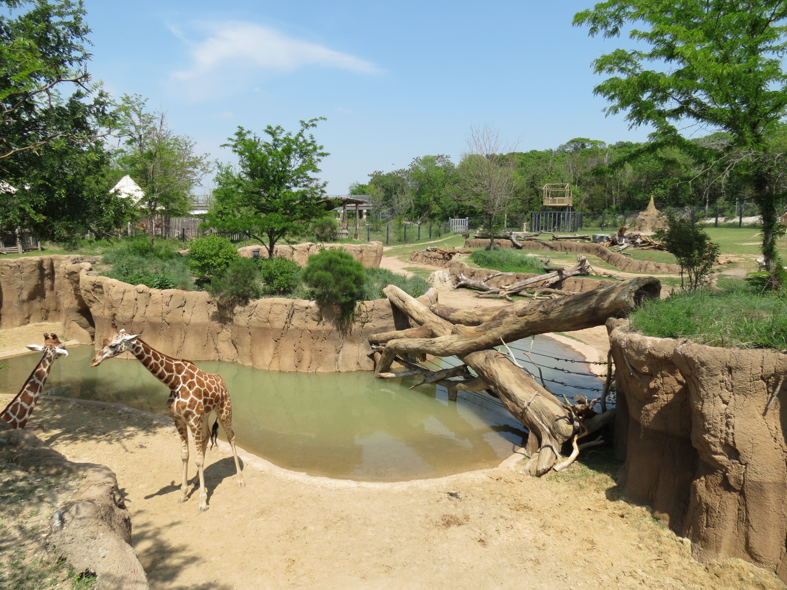 Giants of the Savanna - Giraffe Exhibit