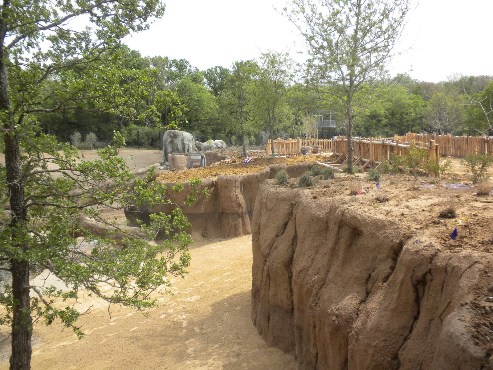 Giants of the Savanna - Giraffe feeding area