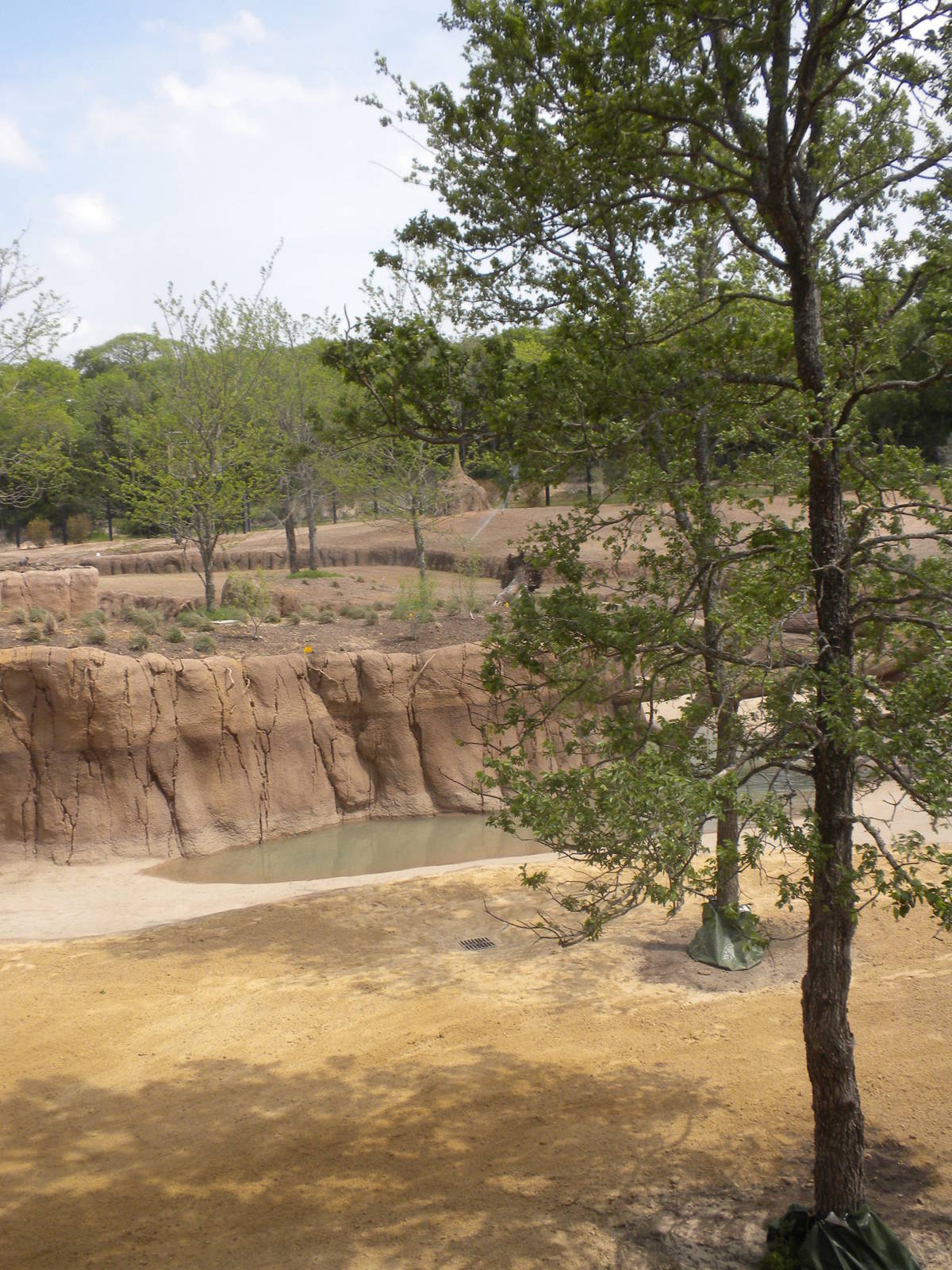 Giants of the Savanna - Giraffe feeding station