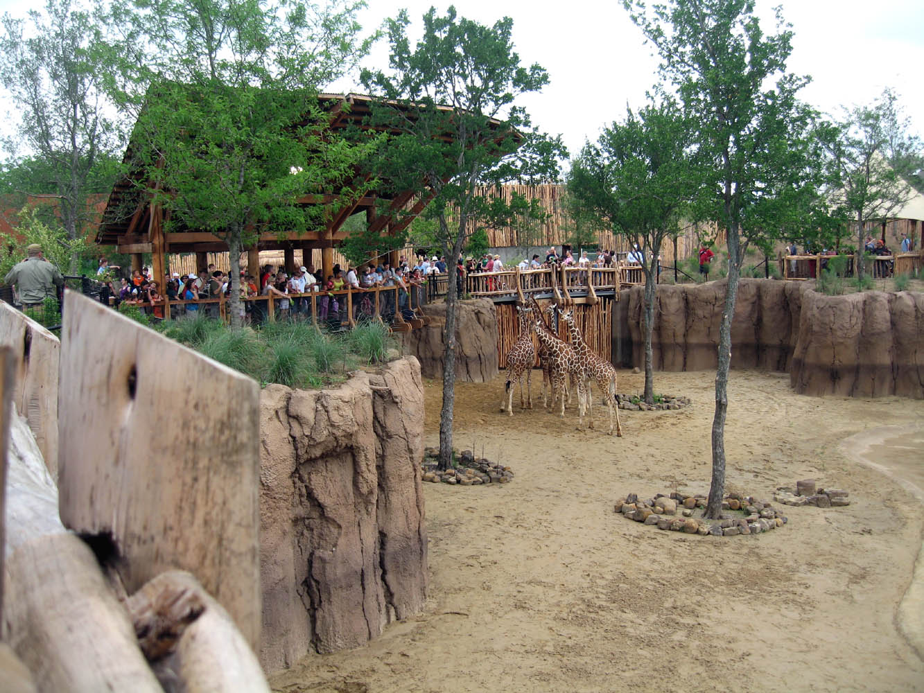 Giants of the Savanna: Giraffe feeding