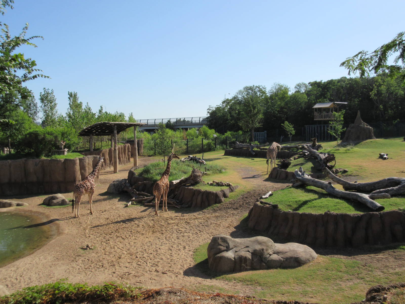 Giants of the Savanna - Giraffe Yard