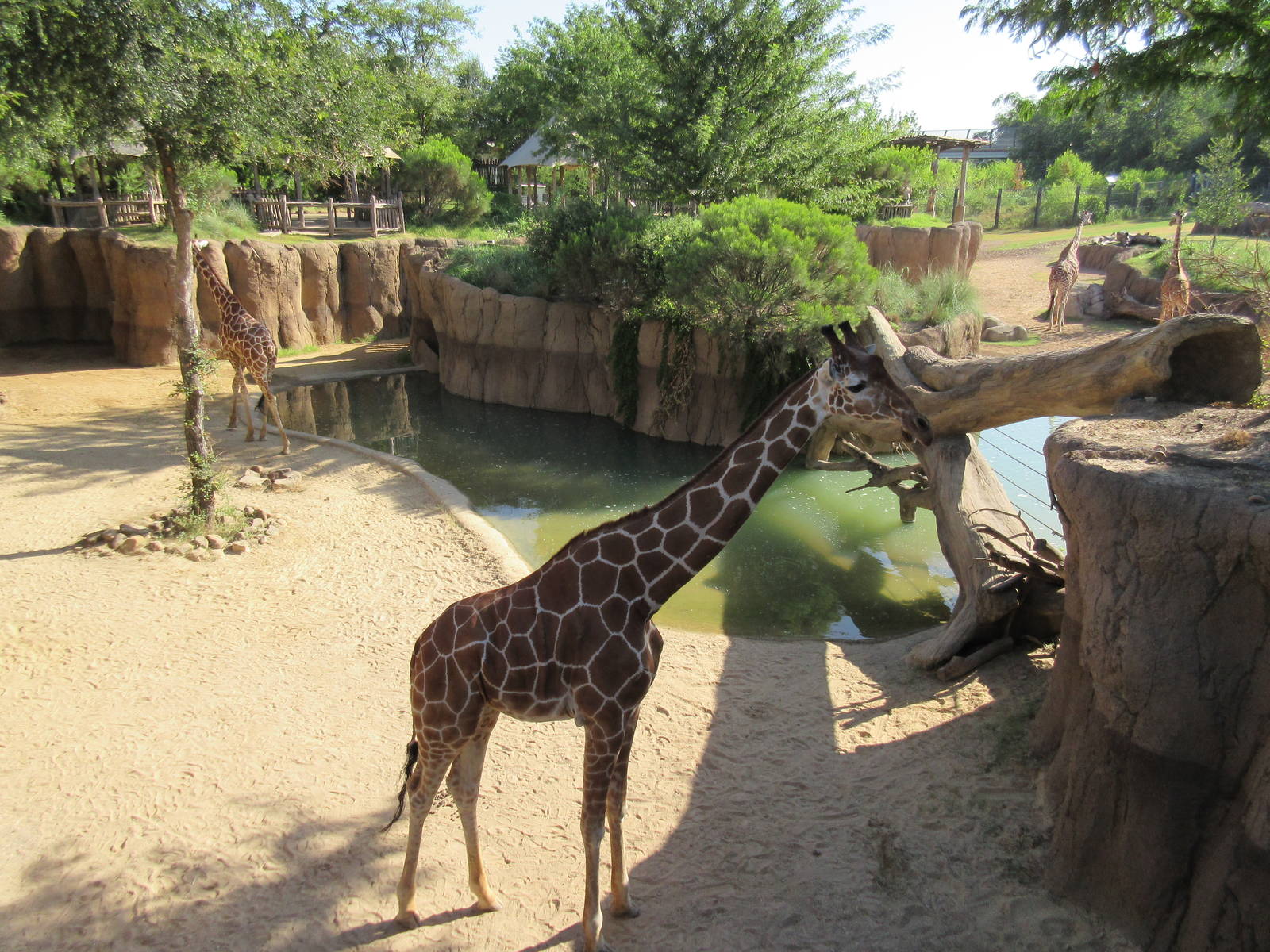 Giants of the Savanna - Giraffe Yard