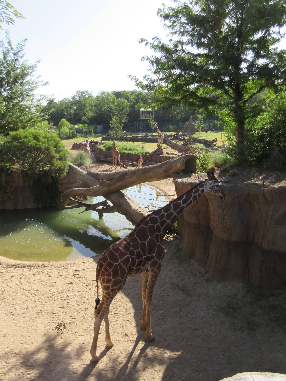Giants of the Savanna - Giraffe Yard