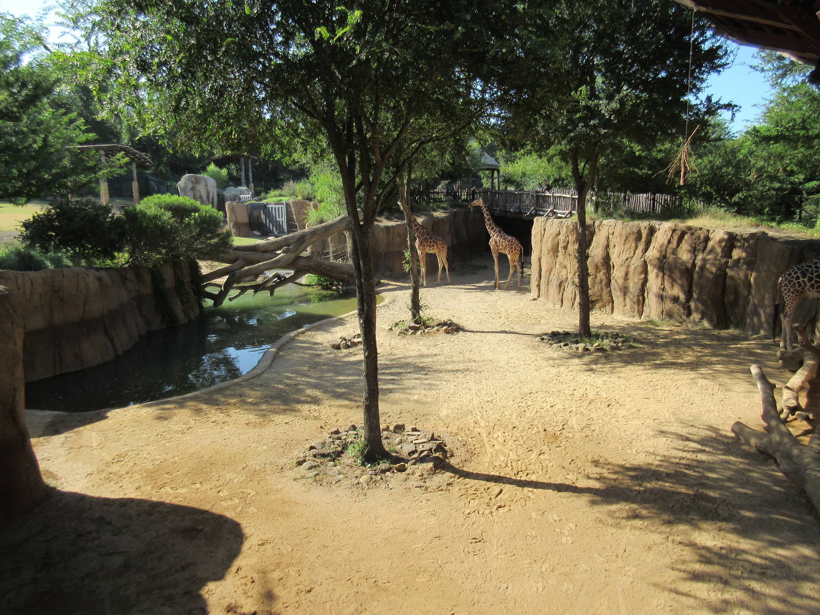 Giants of the Savanna - Giraffe Yard