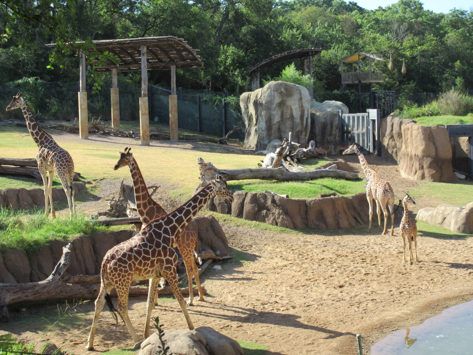 Giants of the Savanna - Giraffe Yard