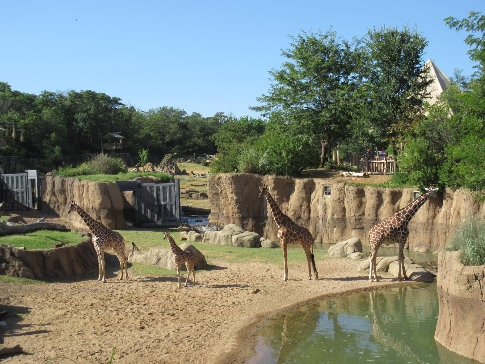 Giants of the Savanna - Giraffe Yard