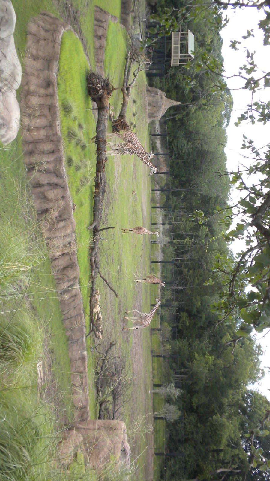 Giants of the Savanna - Giraffe