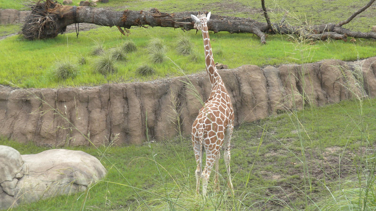 Giants of the Savanna - Giraffe
