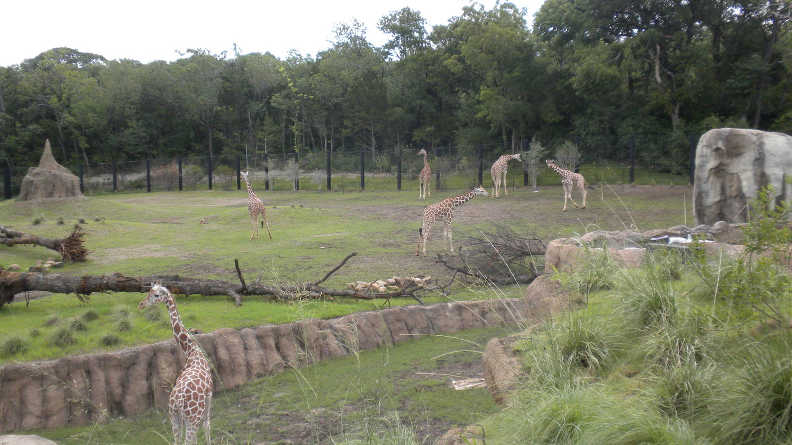 Giants of the Savanna - Giraffe