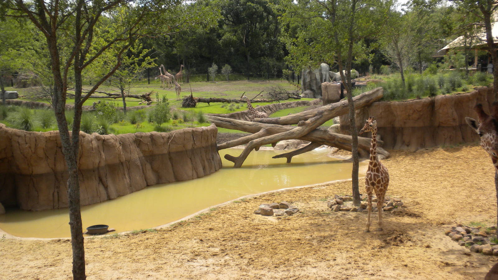 Giants of the Savanna - Giraffe