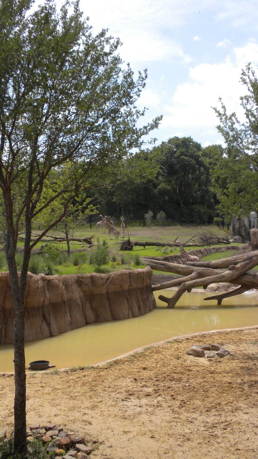 Giants of the Savanna - Giraffe