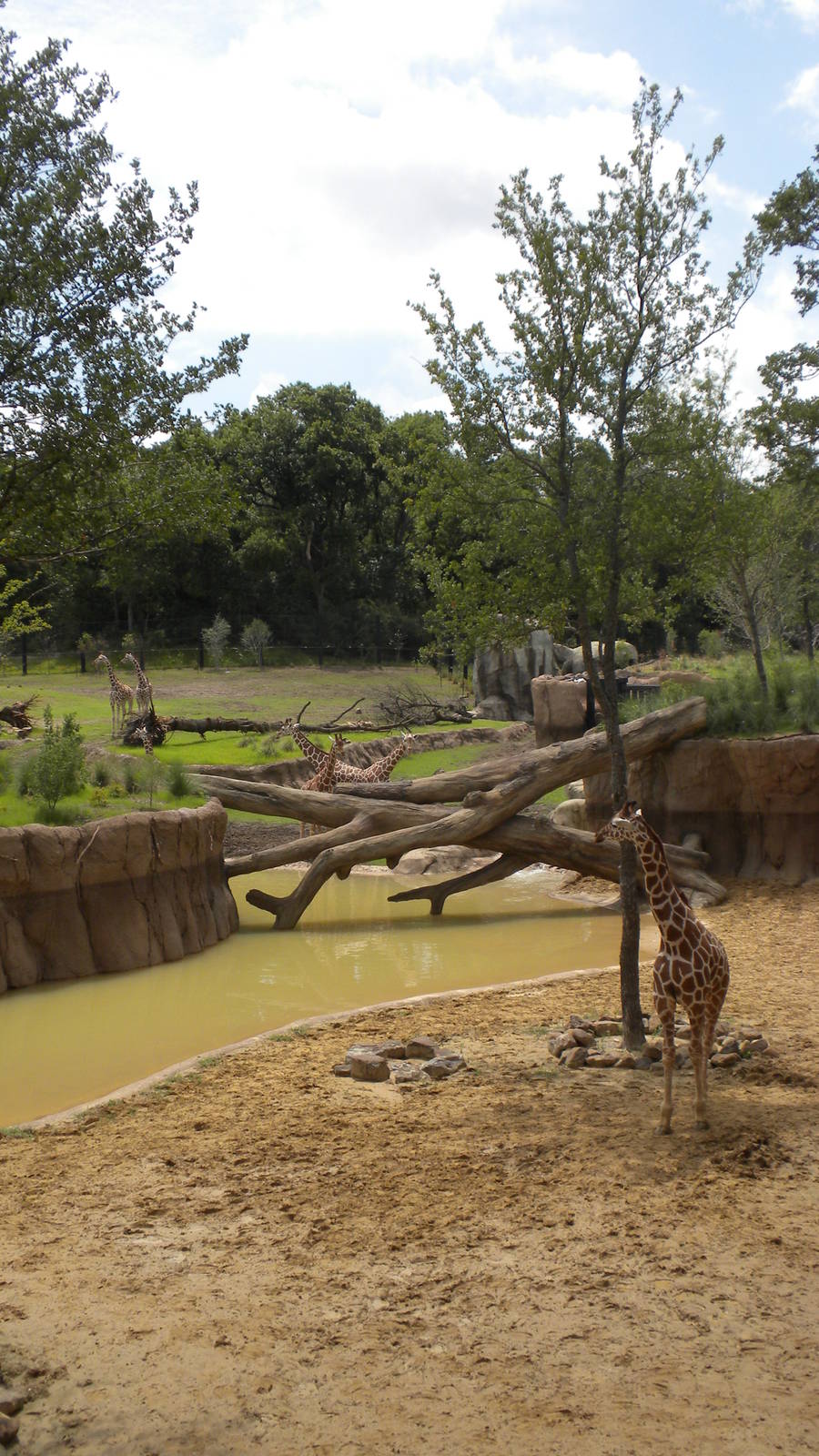 Giants of the Savanna - Giraffe