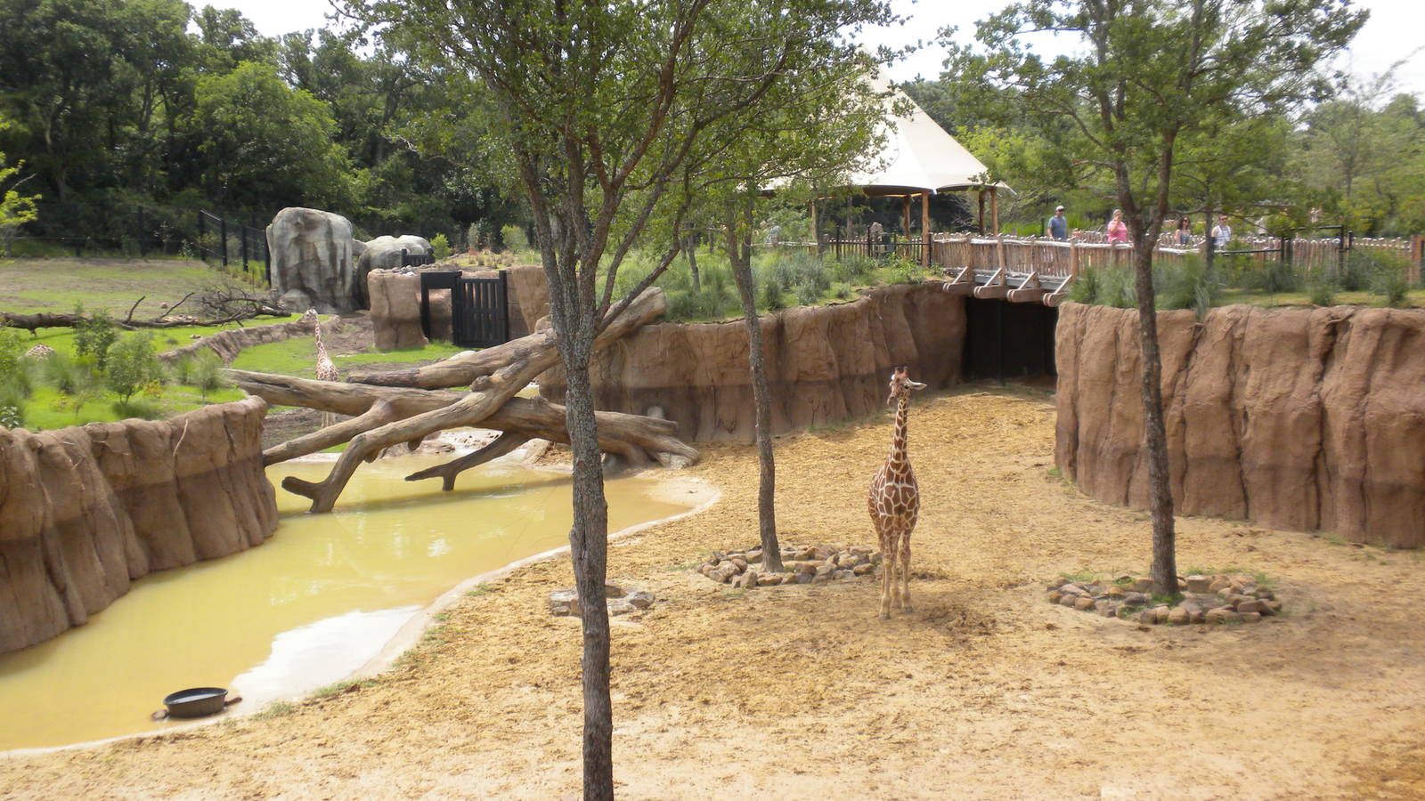 Giants of the Savanna - Giraffe