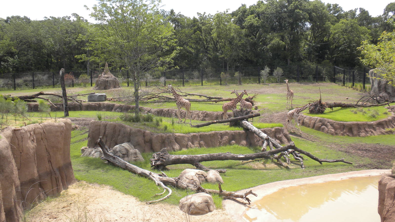 Giants of the Savanna - Giraffe