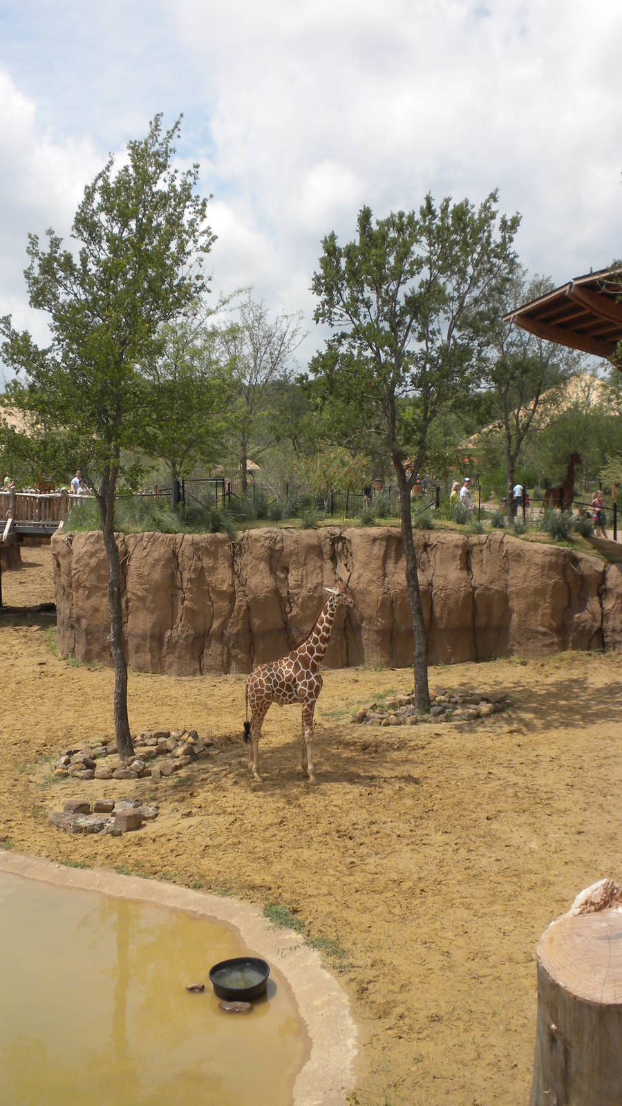 Giants of the Savanna - Giraffe