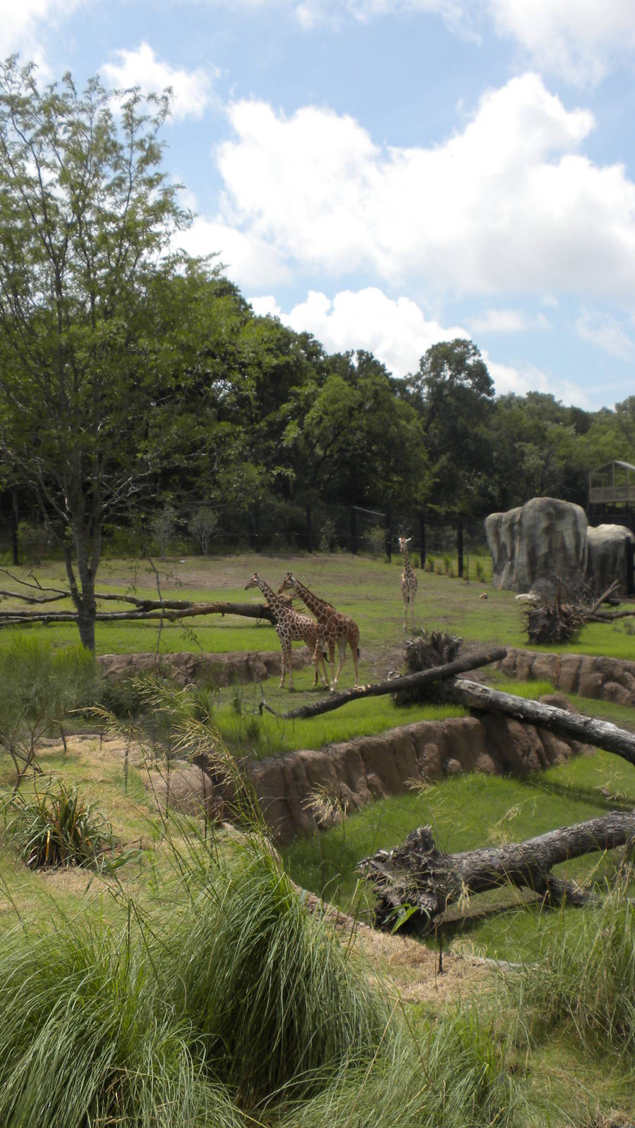 Giants of the Savanna - Giraffe