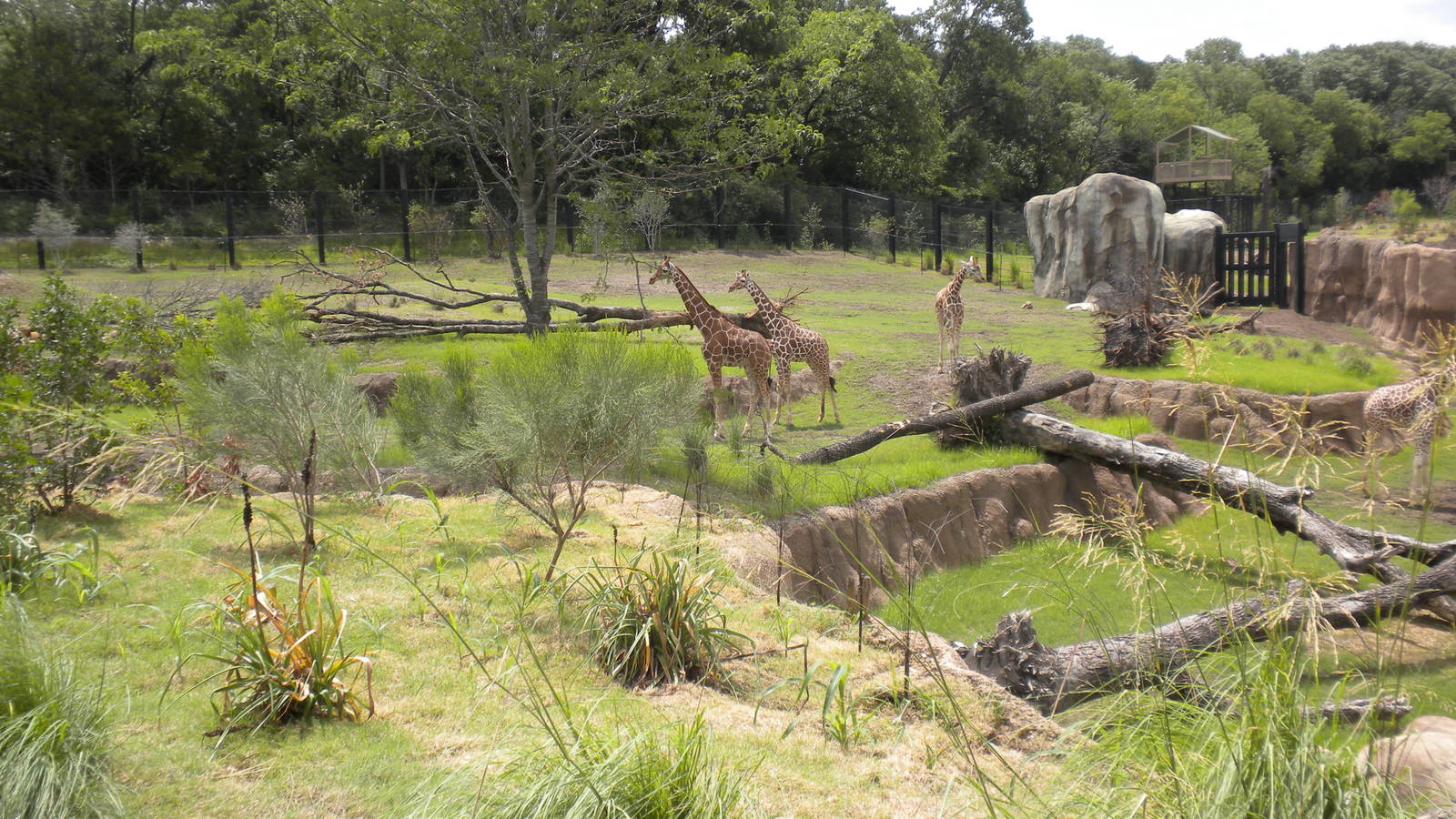 Giants of the Savanna - Giraffe