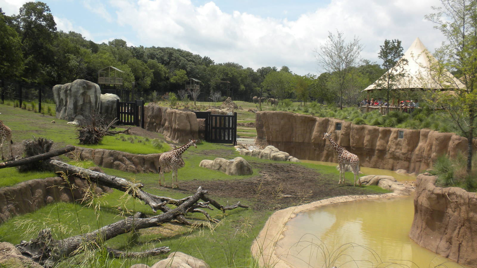 Giants of the Savanna - Giraffe