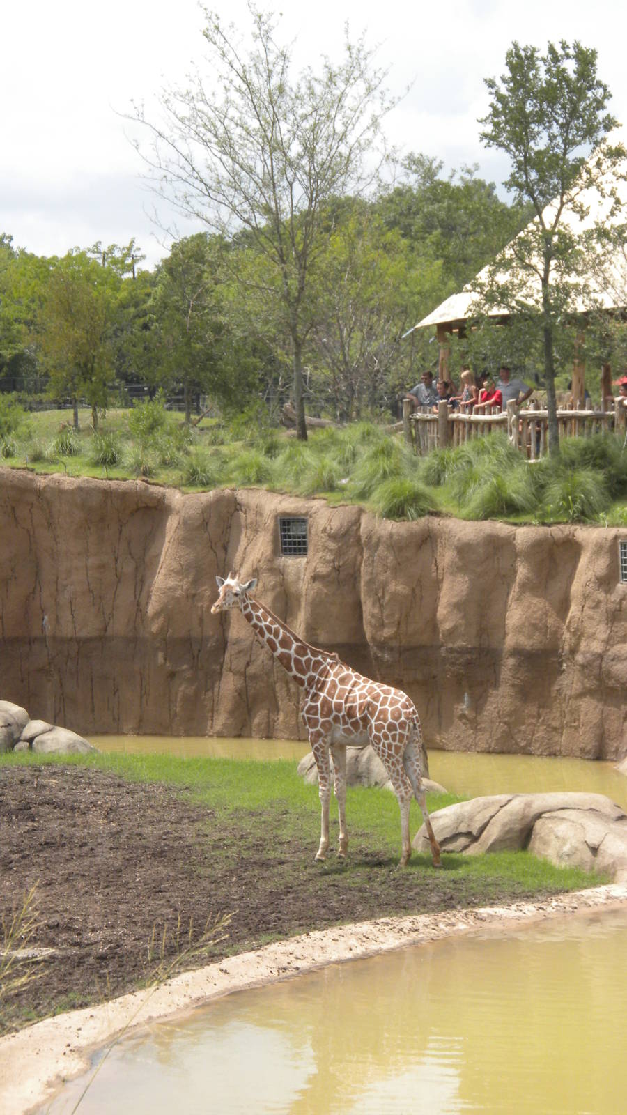 Giants of the Savanna - Giraffe