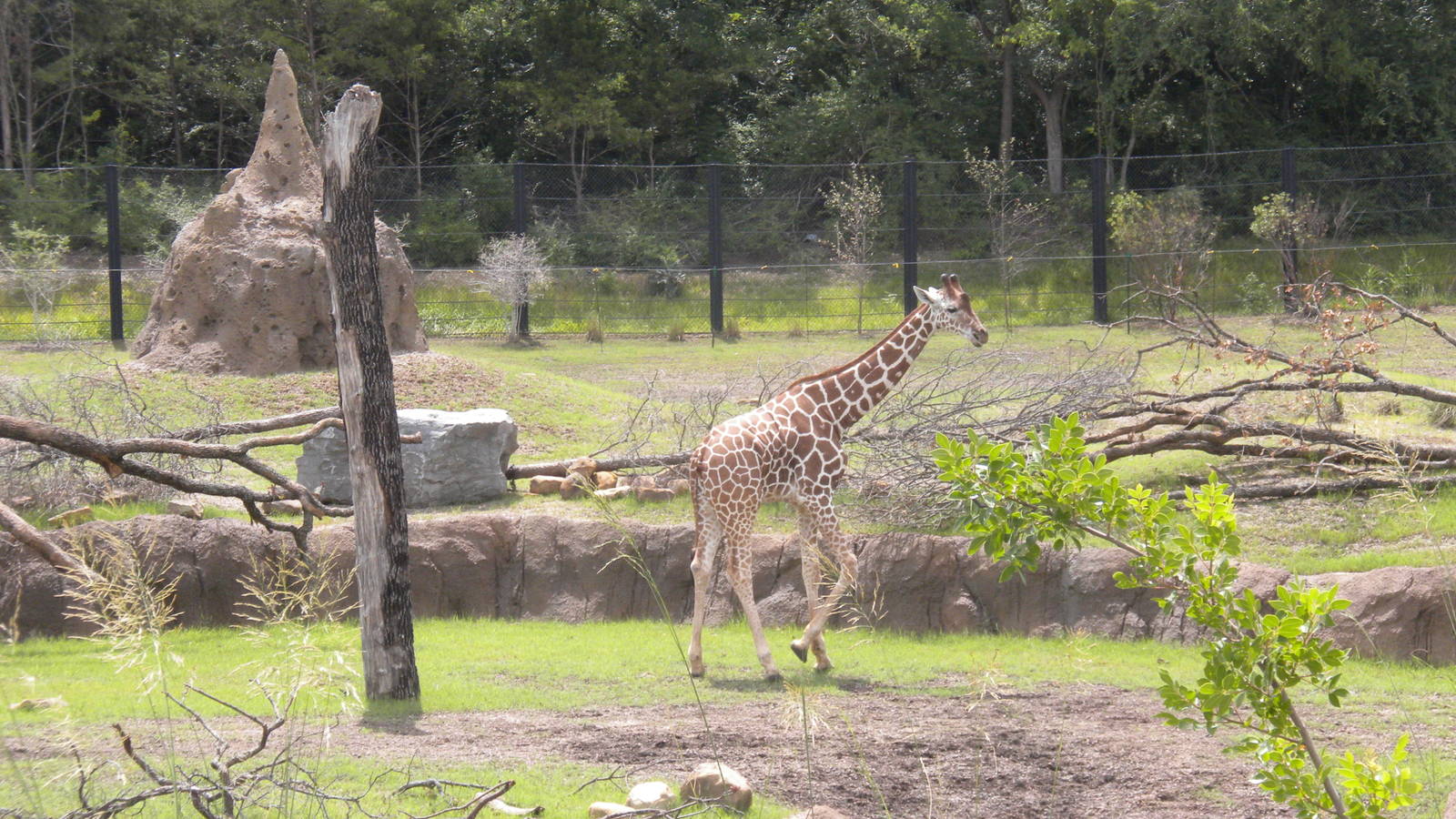 Giants of the Savanna - Giraffe