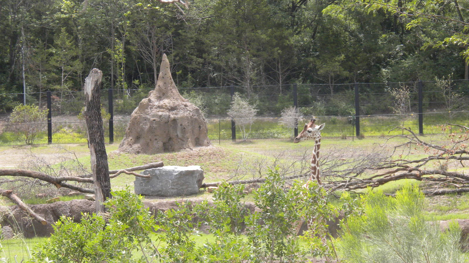 Giants of the Savanna - Giraffe