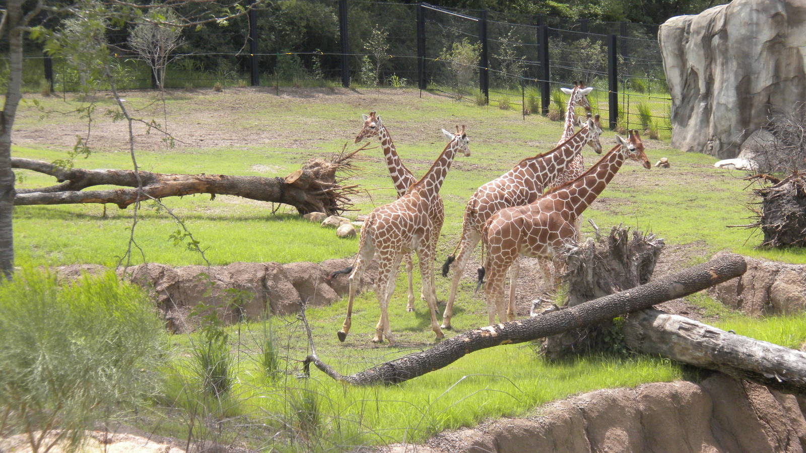 Giants of the Savanna - Giraffe