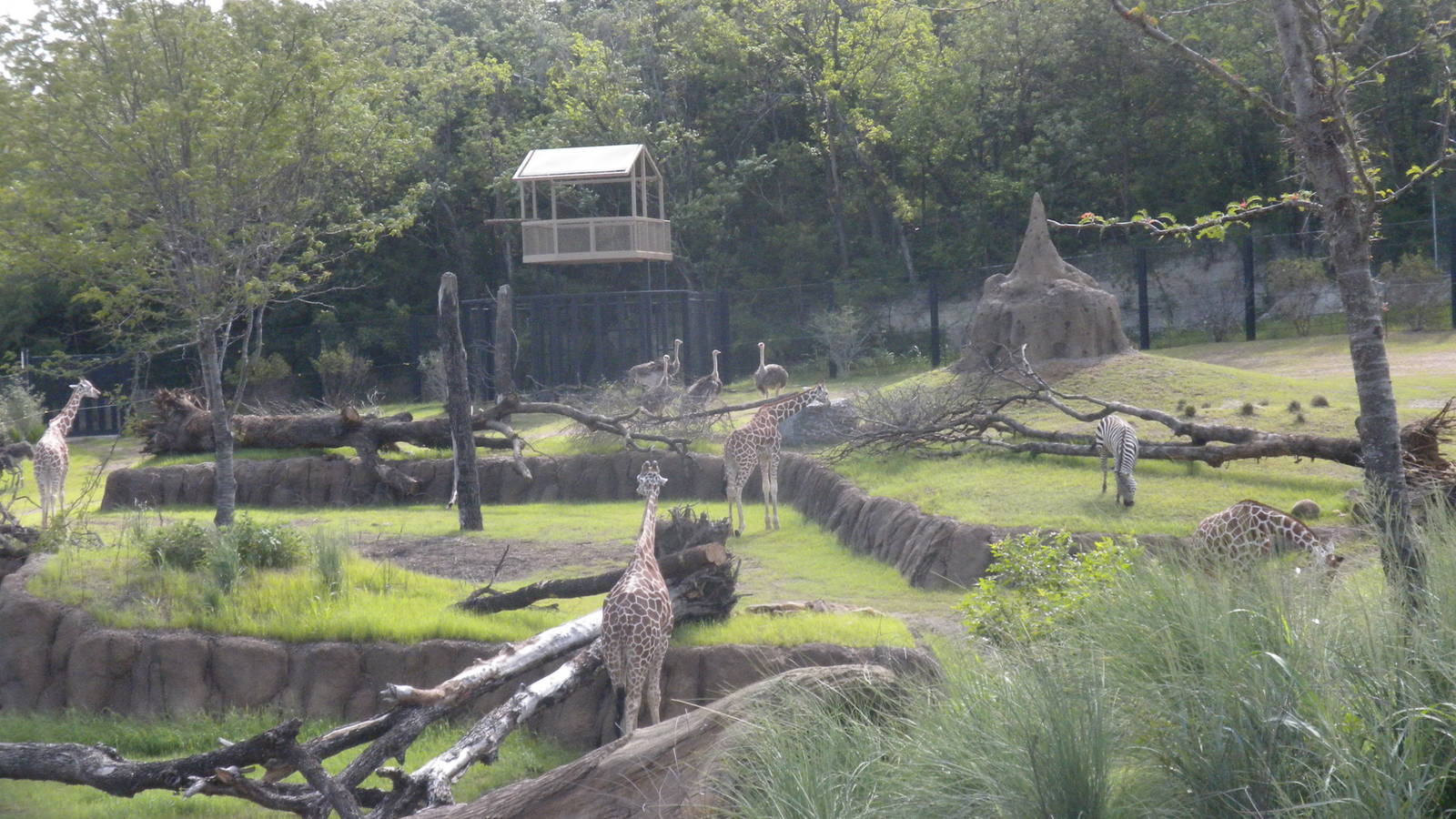 Giants of the Savanna - Giraffes