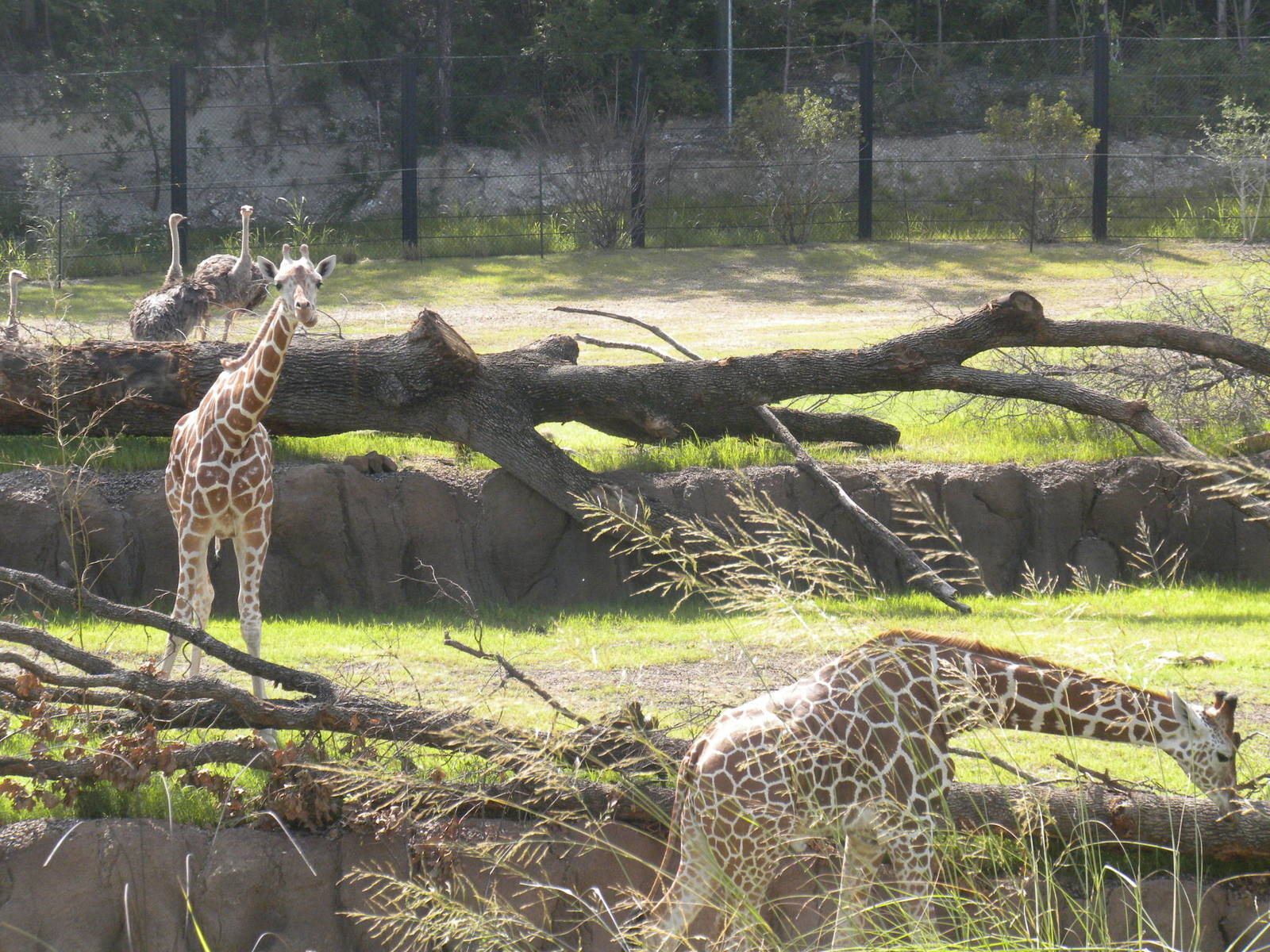Giants of the Savanna - Giraffes