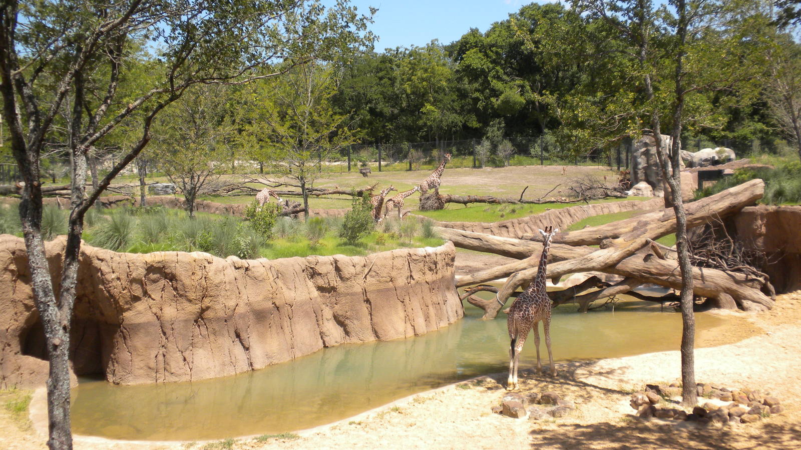 Giants of the Savanna - Giraffes