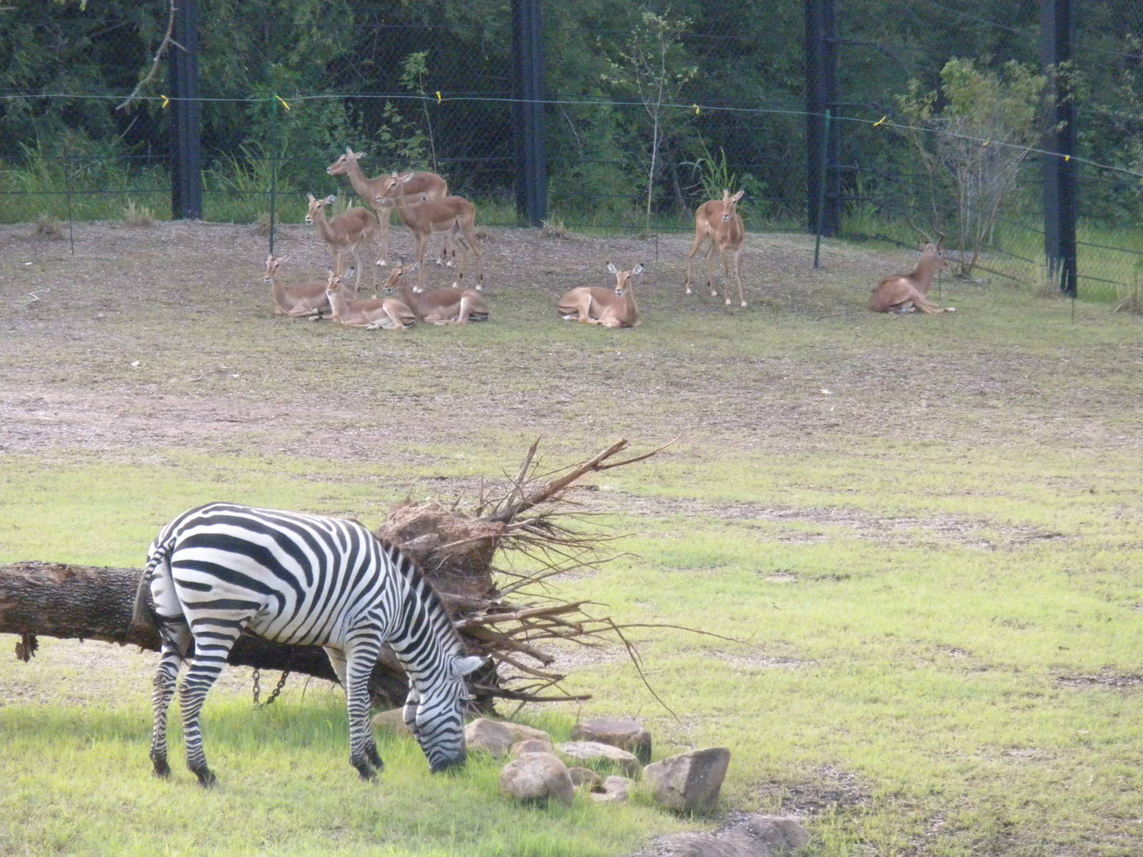 Giants of the Savanna - Grant's Zebra and Impala