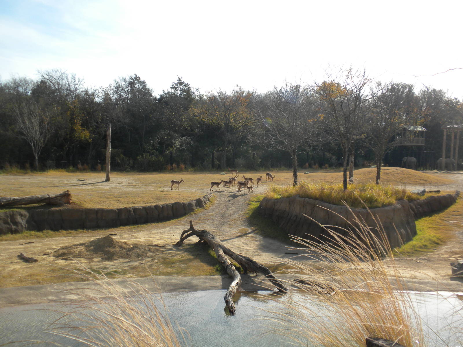 Giants of the Savanna - Impala and Elephant