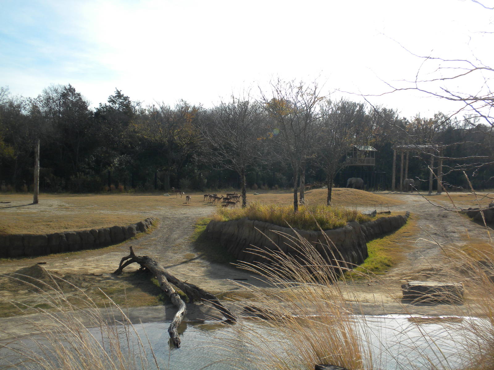 Giants of the Savanna - Impala and Elephant