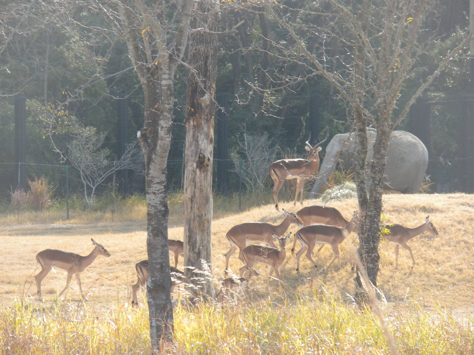 Giants of the Savanna - Impala and Elephant