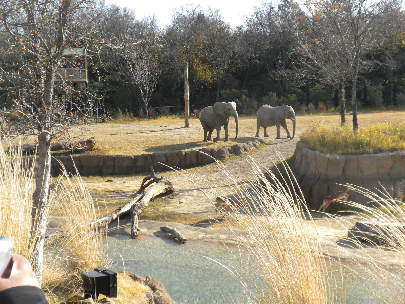 Giants of the Savanna - Impala and Elephant