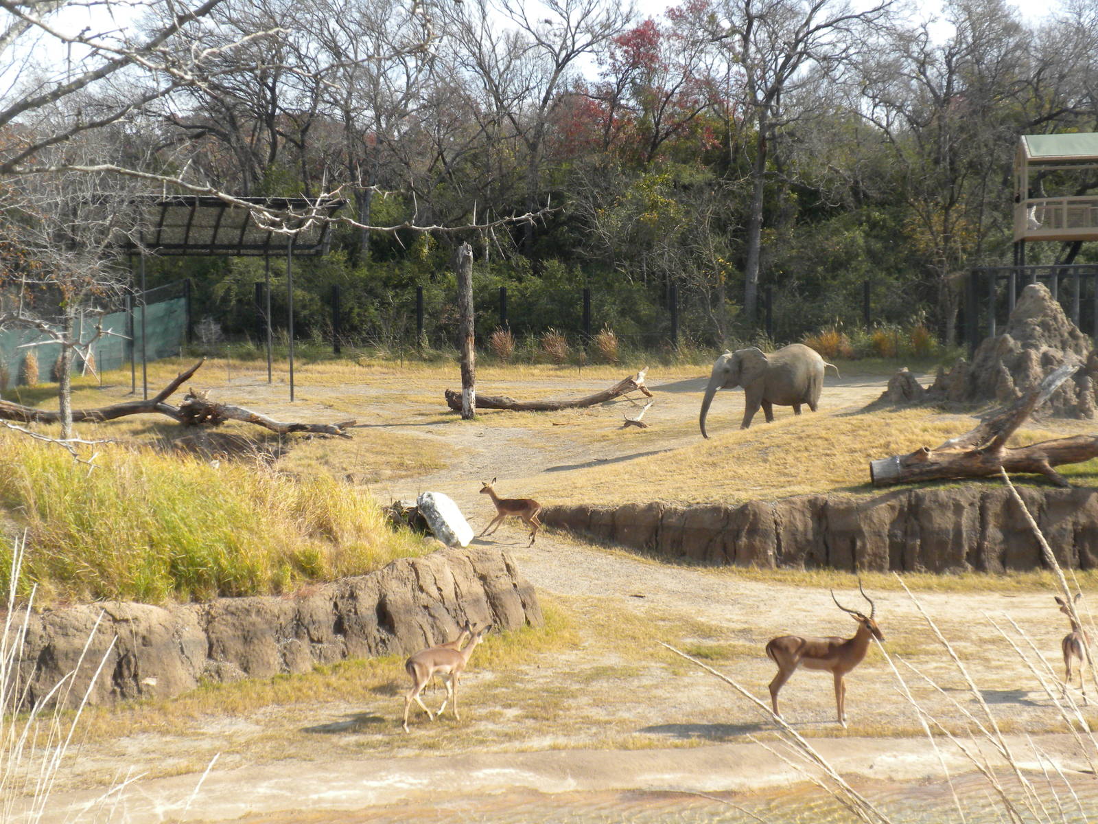 Giants of the Savanna - Impala and Elephant