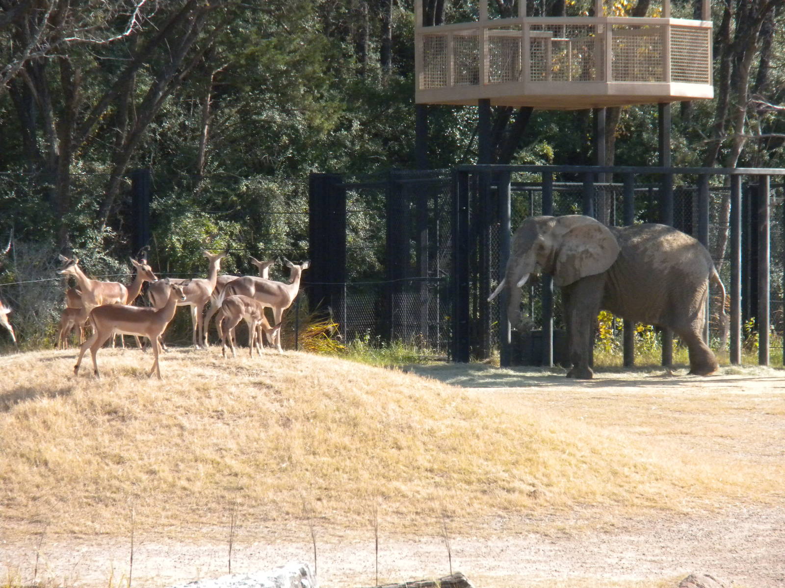 Giants of the Savanna - Impala and Elephant