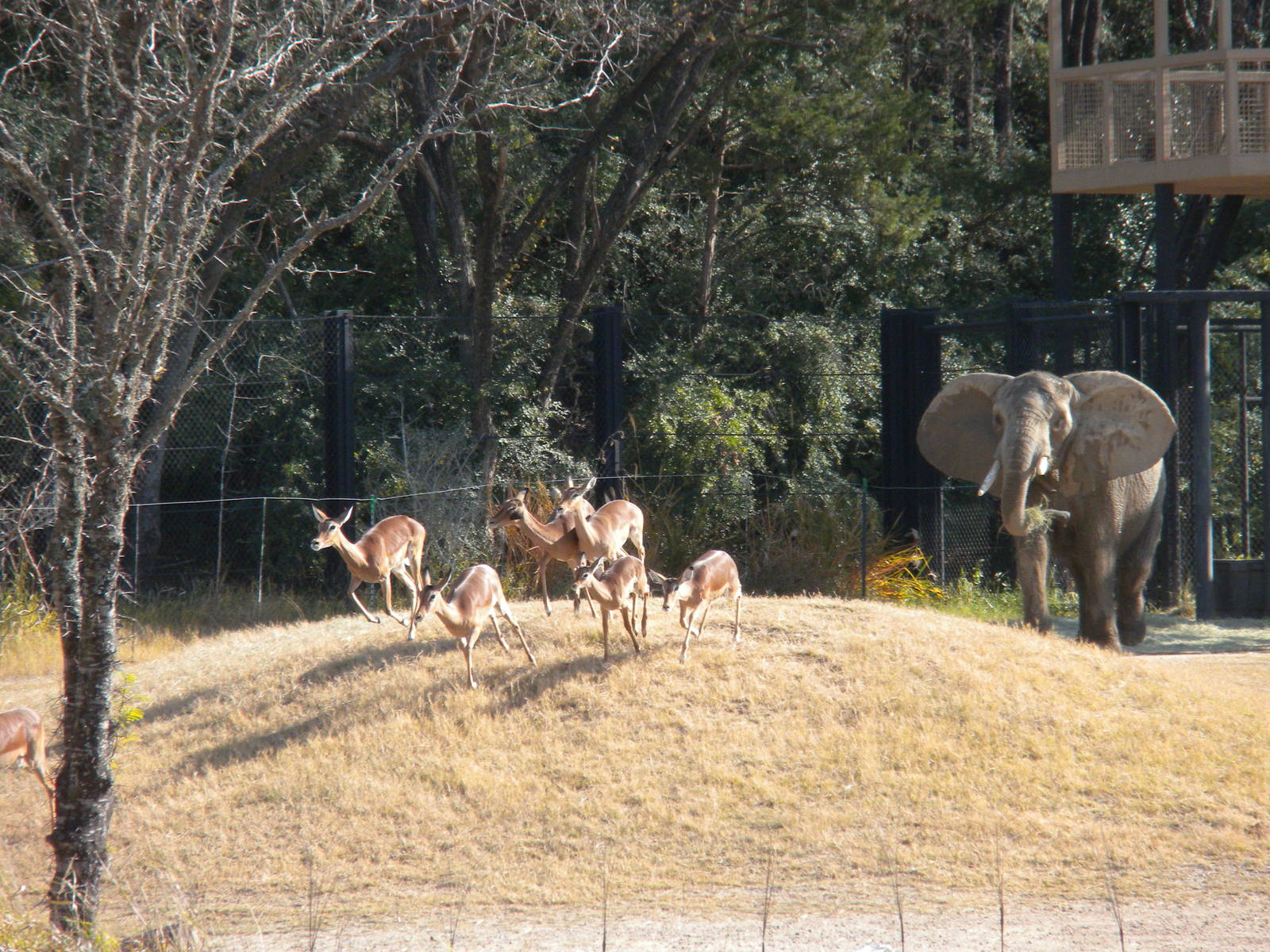 Giants of the Savanna - Impala and Elephant