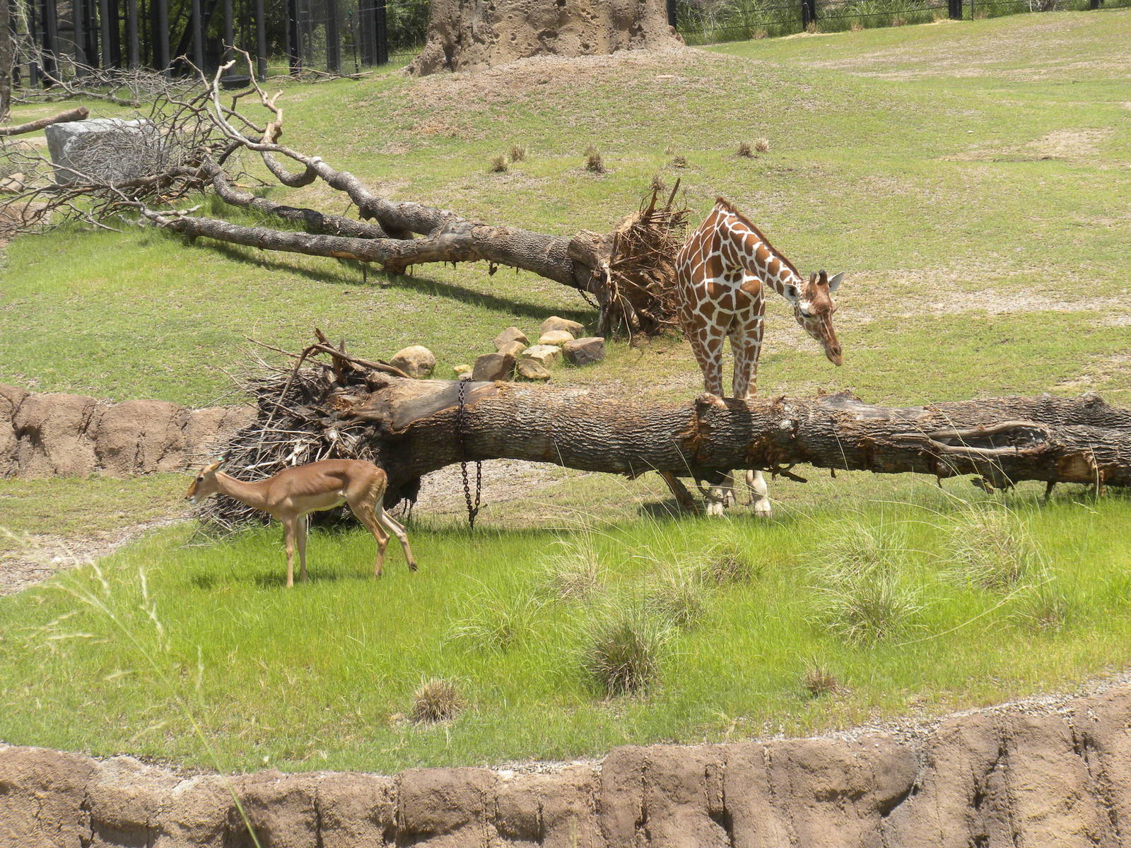 Giants of the Savanna - Impala and Giraffe